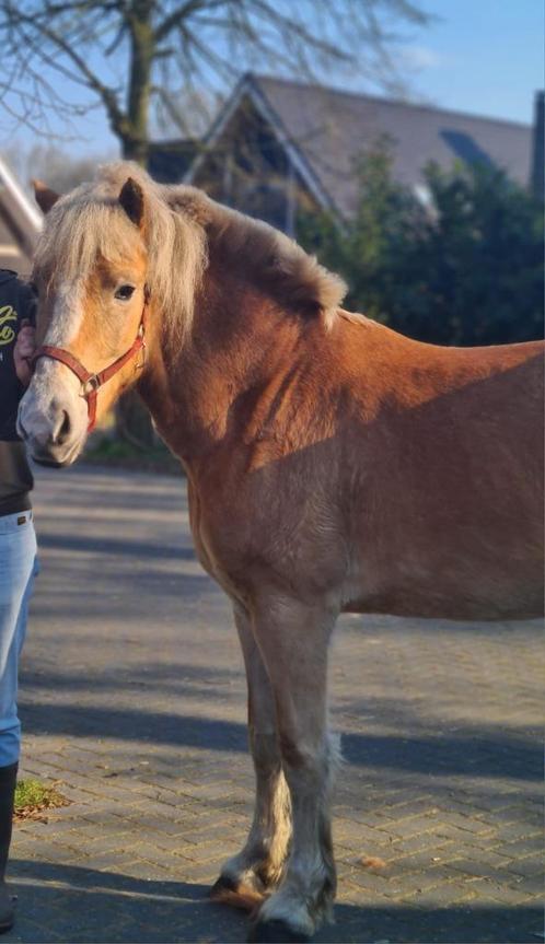 Lieve 6 jarige Haflinger, Dieren en Toebehoren, Pony's, Merrie, Zadelmak, E pony (1.48m - 1.57m), Recreatiepony, 3 tot 6 jaar