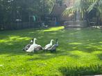 6 gratis Indische loopeenden, Dieren en Toebehoren, Pluimvee, Meerdere dieren, Eend