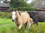 Top kwaliteit 2.5 jarige valk hengst €5000, Dieren en Toebehoren, Pony's, E pony (1.48m - 1.57m), Gechipt, Dressuurpony, 0 tot 2 jaar