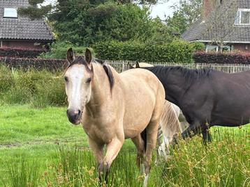 Top kwaliteit 2.5 jarige valk hengst €5000 beschikbaar voor biedingen