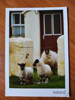 Ansichtkaart Ierland Ireland Sheep 18553, Verzamelen, Ophalen of Verzenden