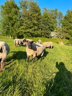 Hampshire down ooi, Dieren en Toebehoren, Schapen, Geiten en Varkens, Vrouwelijk, Schaap