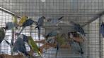 Halsbandparkieten 2025 en Kweek vogels., Meerdere dieren, Parkiet