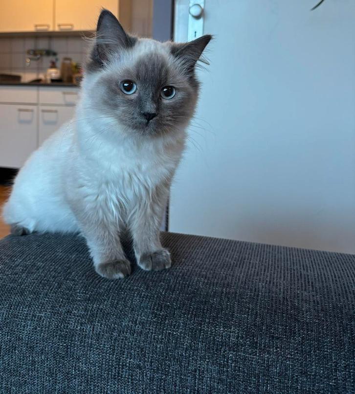 Kitten, kater, 5,5 maanden Ragdoll, Dieren en Toebehoren, Katten en Kittens | Overige Katten, Kater