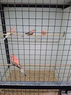 Bourke parkieten, Dieren en Toebehoren, Meerdere dieren, Parkiet, Geringd