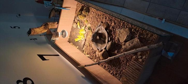 Twee griekse landschildpadden met terrarium