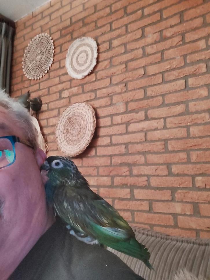 Pionus maximilanus, Dieren en Toebehoren, Vogels | Overige Vogels, Tropenvogel, Geslacht onbekend, Tam