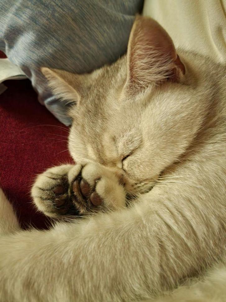 Britse korthaar silver shaded, Dieren en Toebehoren, Katten en Kittens | Raskatten | Korthaar, Poes