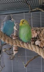 Grasparkiet pop, Dieren en Toebehoren, Vogels | Parkieten en Papegaaien, Vrouwelijk, Parkiet, Geringd