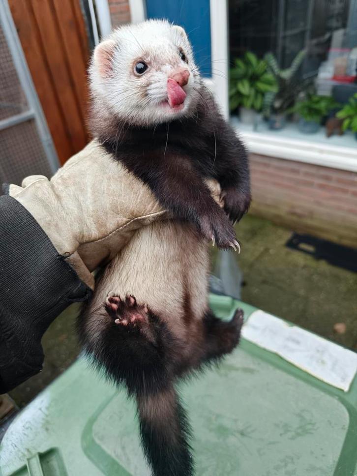 Fret moer, Dieren en Toebehoren, Overige Dieren, Vrouwelijk, Juni