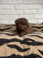 Maltipoo choco teefje laatste uit het nest, Dieren en Toebehoren, Nederland, Overige rassen, CDV (hondenziekte), 8 tot 15 weken