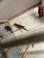 Rosella pennant, Dieren en Toebehoren, Meerdere dieren, Parkiet, Geringd