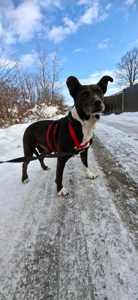 Rinna – een moederhart dat alles heeft doorstaan, Particulier, 1 tot 2 jaar, Buitenland, Teef