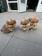 Super mooi Pomeranian dwergkees teefje pup puppy, Dieren en Toebehoren, Keeshond, CDV (hondenziekte), 8 tot 15 weken, Teef