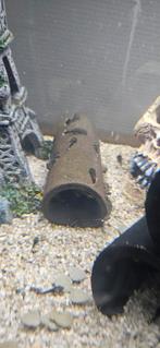 Algeneters te koop, Dieren en Toebehoren, Vissen | Aquariumvissen, Vis