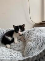 Ik heb 6 kittens. Wie wil er voor ze zorgen?, Dieren en Toebehoren, Katten en Kittens | Overige Katten, Geslacht onbekend
