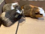 Cavia, Dieren en Toebehoren, Knaagdieren, Cavia, Meerdere dieren, Tam, September