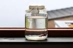 Waterkefir korrels gratis ophalen, Ophalen