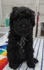 Mooie zwarte dwerg poedel pup, Dieren en Toebehoren, Honden | Chihuahua's en Gezelschapshonden, Poedel, 8 tot 15 weken, CDV (hondenziekte)