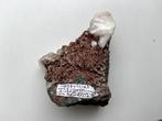 VERZAMELING fossielen, stenen en mineralen, Verzamelen, Mineralen en Fossielen, Ophalen, Fossiel