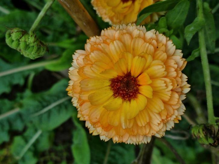 Zaden van goudsbloem, kleurenmix, Tuin en Terras, Bloembollen en Zaden, Volle zon, Ophalen of Verzenden