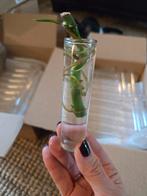 Reageerbuisjes - 110 stuks (10cm x 2,5cm), Ophalen of Verzenden, Materiaal