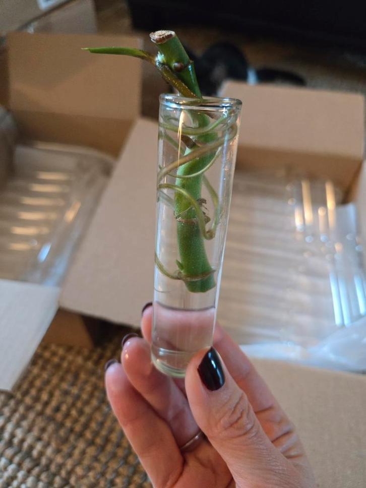 Reageerbuisjes - 110 stuks (10cm x 2,5cm), Hobby en Vrije tijd, Knutselen, Materiaal, Ophalen of Verzenden