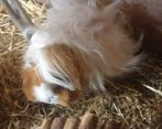 Rood bont Lunkarya  cavia zeugje, Dieren en Toebehoren, Knaagdieren, Cavia, Juni, Vrouwelijk, Tam