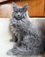 Lieve Blue Smoke Maine Coon poes met stamboom, Poes, Gechipt, 0 tot 2 jaar