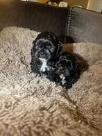 Chipoo (Maltipoo) pups een reutje een teefje kleinblijvend, Dieren en Toebehoren, Honden | Chihuahua's en Gezelschapshonden, Overige rassen