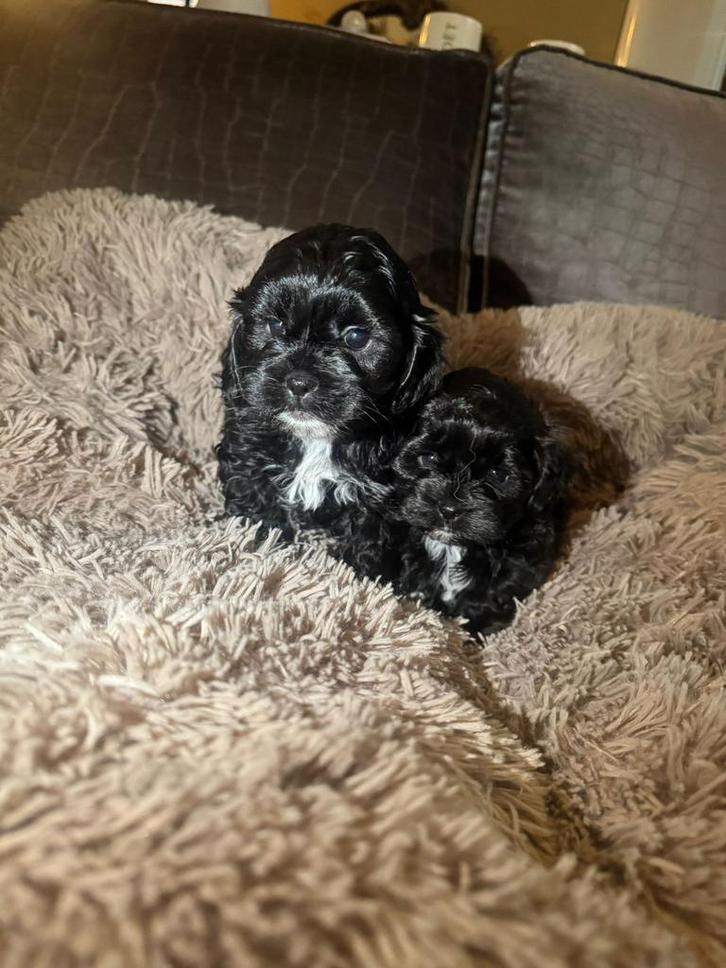 Chipoo (Maltipoo) pups nog een reutje  kleinblijvend, Dieren en Toebehoren, Honden | Chihuahua's en Gezelschapshonden, Meerdere dieren