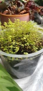 Slaapkamer geluk... fel geel ipv de groene, echt mooi!, Ophalen, In pot, Halfschaduw, Minder dan 100 cm