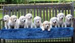 Mooie Golden Retriever-pups zijn nu klaar, Dieren en Toebehoren, Honden | Retrievers, Spaniëls en Waterhonden, Particulier, Meerdere