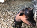 Te Koop  Dwergbok zonder horens, Dieren en Toebehoren, Mannelijk, Geit, 0 tot 2 jaar