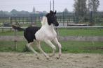 knappe barock Pinto merrie veulen, Dieren en Toebehoren, Paarden, Merrie, Dressuurpaard, 0 tot 2 jaar