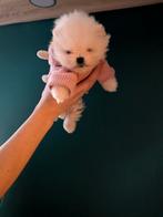 Witte pomeriaan pup te koop!, Dieren en Toebehoren, Honden | Dekreuen, België, Particulier, Reu, 8 tot 15 weken