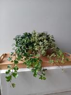 2 hangplanten in 1 pot, Ophalen, Overige soorten, Halfschaduw, In pot