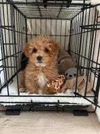 Mini maltipoo, 8 tot 15 weken, CDV (hondenziekte), Eén hond, Nederland