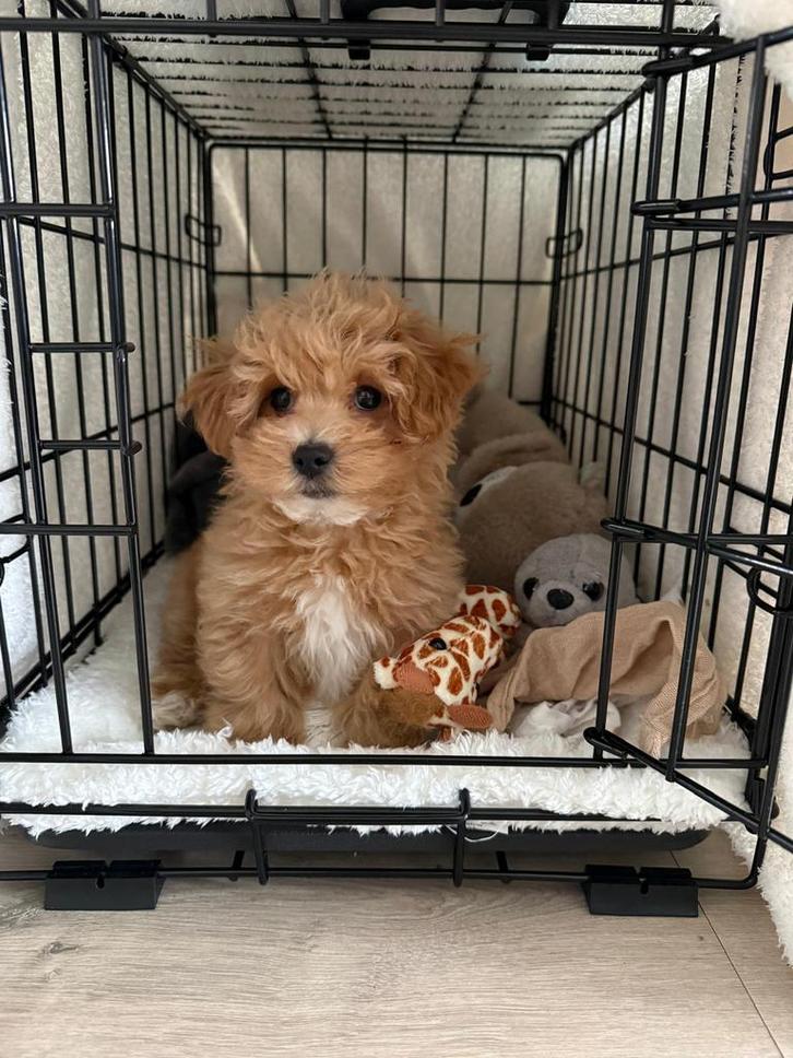 Mini maltipoo, Dieren en Toebehoren, Honden | Chihuahua's en Gezelschapshonden, Reu, Overige rassen, Particulier, Eén hond, Nederland