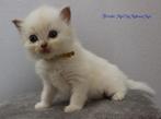 Prachtige Ragdoll kittens met stamboom, Dieren en Toebehoren, Katten en Kittens | Raskatten | Langhaar, Meerdere dieren, Gechipt