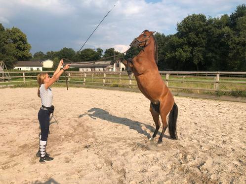 Paardrijlessen aangeboden ( nog 2 plekken vrij ), Diensten en Vakmensen, Dieren | Paarden | Verzorging, Oppas en Les, Paardrijles of Ponykampen