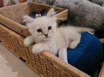Lieve Siberische & Ragdoll Kittens Zoeken Liefdevol Thuis!, Dieren en Toebehoren, Meerdere dieren, Ontwormd, 0 tot 2 jaar