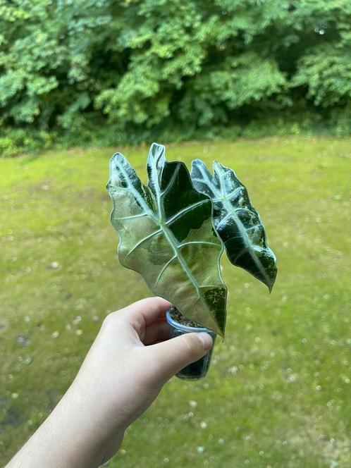 Alocasia Polly Variegata halfmoon, Huis en Inrichting, Kamerplanten, Overige soorten, Minder dan 100 cm, Ophalen of Verzenden