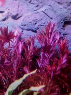 Rotala blood red, Ophalen of Verzenden, Nieuw, Plant(en), Steen of Hout