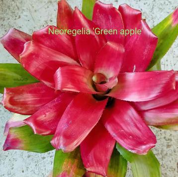 Prachtige Bromelia's, sterke kamerplanten, eigen import beschikbaar voor biedingen
