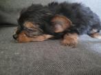 Yorkshire terrier puppy's, Yorkshire Terriër, CDV (hondenziekte), 8 tot 15 weken, Meerdere