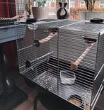 Vogelkooi met 2 zebra vinken, Dieren en Toebehoren, Ophalen, Metaal, Vogelkooi