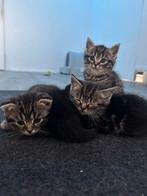 Kittens, Dieren en Toebehoren, Katten en Kittens | Overige Katten, Meerdere dieren