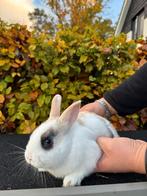 Te koop: 1 lieve jonge konijnen, Dieren en Toebehoren, Meerdere dieren, Middelgroot, 0 tot 2 jaar