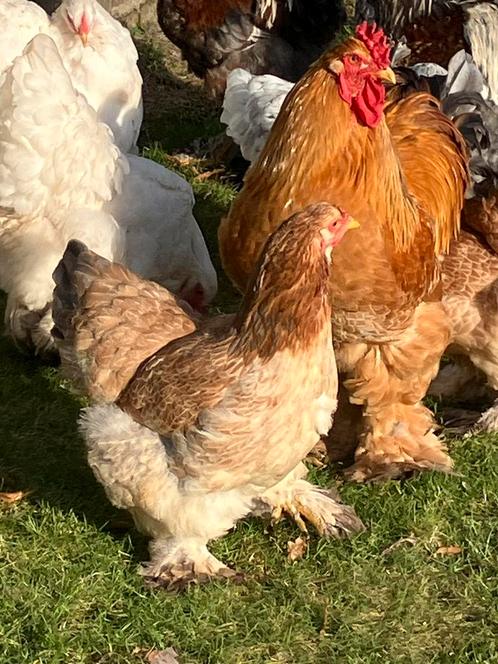 3 grote Brahma hennen met haan., Dieren en Toebehoren, Pluimvee, Kip, Meerdere dieren